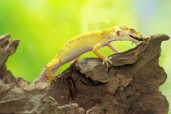 Gecko Léopard Eublepharis Macularius Pose Dans Style Distinctif — Photo