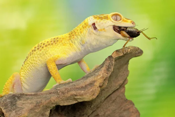 Leopardo Gecko Eublepharis Macularius Está Posando Estilo Distinto — Fotografia de Stock