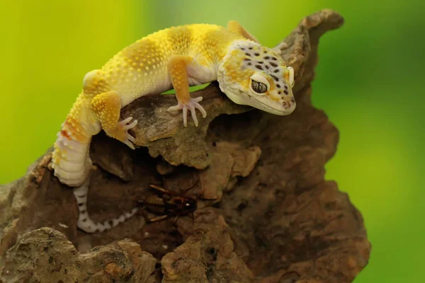 Leopard Gecko Eublepharis Macularius Posing Distinctive Style — Stock Photo, Image