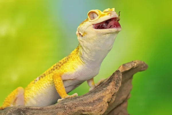 Ein Leopardengecko Eublepharis Macularius Posiert Unverwechselbarem Stil — Stockfoto