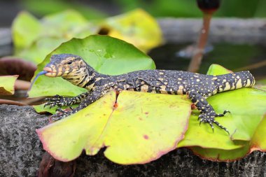 Bebek kurtarıcı kertenkele (Varanus kurtarıcısı) günlük aktivitelerine başlamadan önce güneşleniyor. 