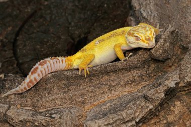 Bir leopar kertenkelesi (Eublepharis macularius) kendine özgü bir şekilde poz verir.