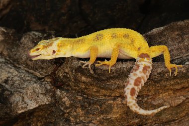 Bir leopar kertenkelesi (Eublepharis macularius) kendine özgü bir şekilde poz verir.