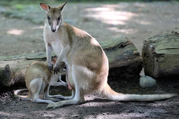 Uma Lebre Oriental Wallaby Mãe Está Procura Comida Enquanto Segurando — Fotografia de Stock