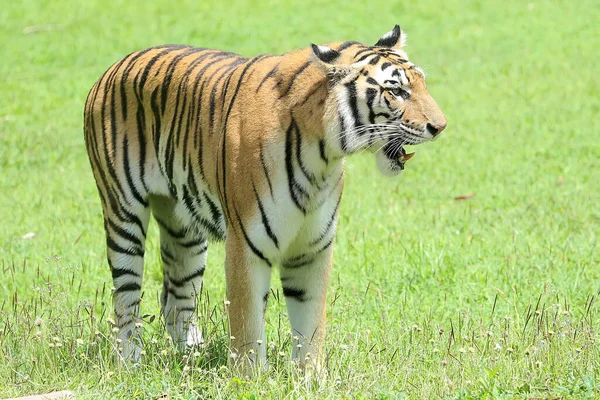 Tigre Bengala Detecta Vestígios Presas — Fotografia de Stock