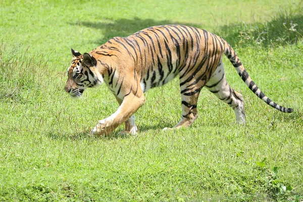 Tigre Bengala Está Detectando Rastros Presa — Foto de Stock