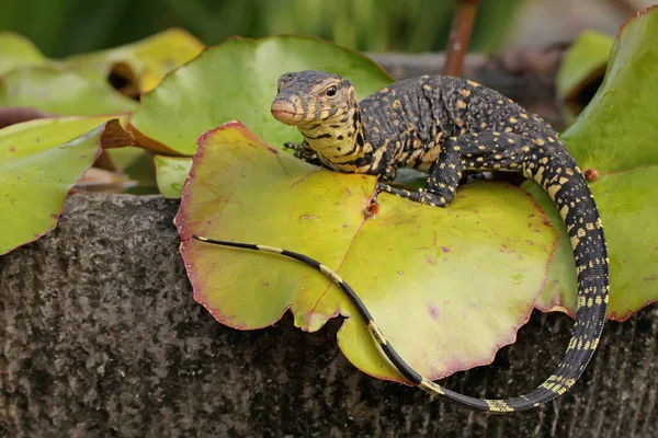 Una Lagartija Vigiladora Bebés Varanus Salvator Está Tomando Sol Antes —  Fotos de Stock