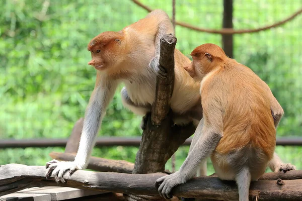 Bekantan Nasalis Larvatus Een Soort Langsnuitaap Met Bruin Haar Deze — Stockfoto