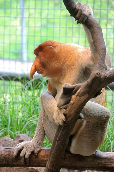 Bekantan Nasalis Larvatus Tipo Macaco Nariz Comprido Com Cabelo Castanho — Fotografia de Stock