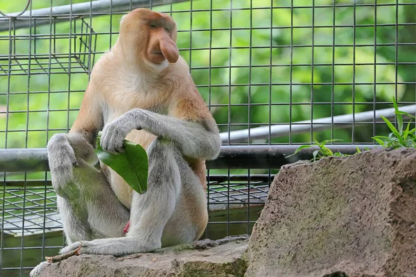 Bekantan Nasalis Larvatus Een Soort Langsnuitaap Met Bruin Haar Deze — Stockfoto