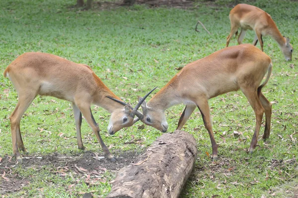 Due Antilopi Combattono Contando Sulla Forza Delle Loro Corna — Foto Stock