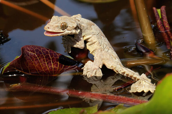 Летающий геккон Кула отдыхает. Эта рептилия имеет научное название Ptychozoon kuhli. 