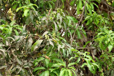 Organik bir çiftlikteki bir Mongo ağacının yaprakları.