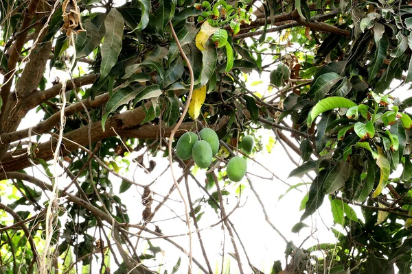 Mango Verde Fresco Acerbo Albero — Foto Stock