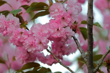 Pembe çiçeklerle çiçek açan Sakura 'nın güzel bir dalı. Kiraz çiçekleri açıyor. Doğa bahar arkaplanı.