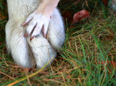 Labrador Retriever ve Chihuahua 'nın köpek pençeleri bir arada. Evcil hayvan. Büyük ve küçük. Destek ve sevgi kavramı, ilgi, arkadaşlık, koruma. Mesaj için yer var. Hayvanların refahı 