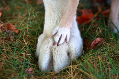 Labrador Retriever ve Chihuahua 'nın köpek pençeleri bir arada. Evcil hayvan. Büyük ve küçük. Destek ve sevgi kavramı, ilgi, arkadaşlık, koruma. Mesaj için yer var. Hayvanların refahı 