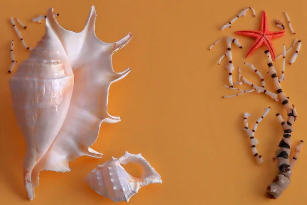 Deniz Kabuğu Arka Planı Bir Sürü Harika Mercan Deniz Kabuğu — Stok fotoğraf