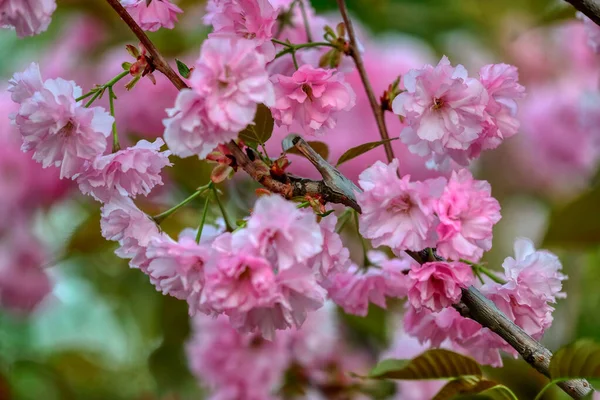 Flores Florecientes Sakura Una Rama Primavera Fondo Floral Romántico Banner —  Fotos de Stock