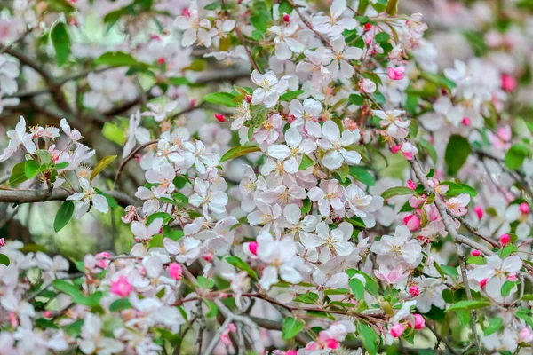春の花の背景 ロマンチックな花の背景 インターネット春の花の背景 — ストック写真