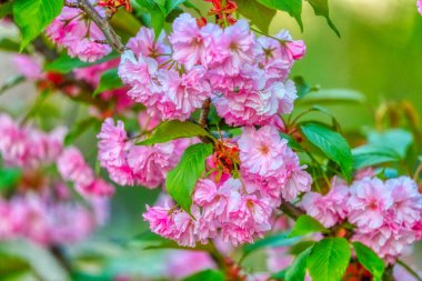 Baharda bir dalda çiçek açmak. Romantik çiçek arkaplanı. İlkbahar bayrağı