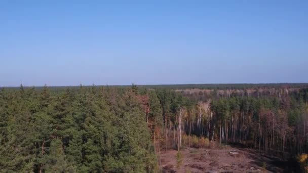 Riprese Aeree Vasti Boschi Meravigliose Scene Forestali Dell Ucraina Con — Video Stock