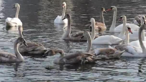 Grupo Cisnes Blancos Grises Río Comer Cisne Hermosas Aves Nadando — Vídeos de Stock