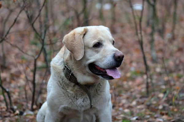 Orman Portresindeki Gülümseyen Labrador Köpeği Elbiseler Yukarı Bakışlar Yana — Stok fotoğraf