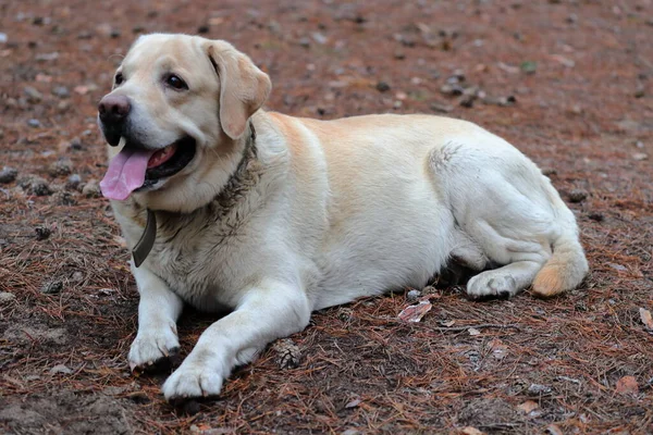 拉布拉多猎犬猎犬躺在森林的背景上 动物与自然 — 图库照片