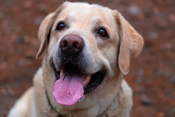 Souriant Labrador Retriever Chien Dans Portrait Forêt Clouse Regarde Ailleurs — Photo