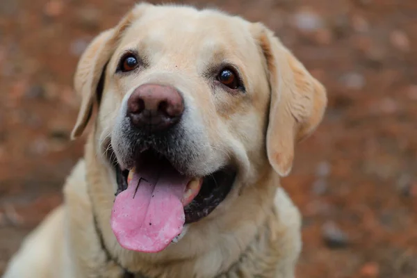 Uśmiechnięty Pies Labrador Retriever Portrecie Leśnym Chmurka Odwracanie Wzroku — Zdjęcie stockowe