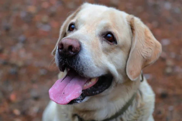 Uśmiechnięty Pies Labrador Retriever Portrecie Leśnym Chmurka Odwracanie Wzroku — Zdjęcie stockowe