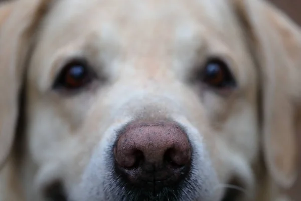 狗的身体部位拉布拉多猎犬的鼻子正忙于分析各种不同的气味 — 图库照片
