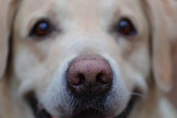 Kutyák Háziállatok Kutya Testrészei Labrador Retriever Kutya Orrát Elfoglalt Elemzi — Stock Fotó
