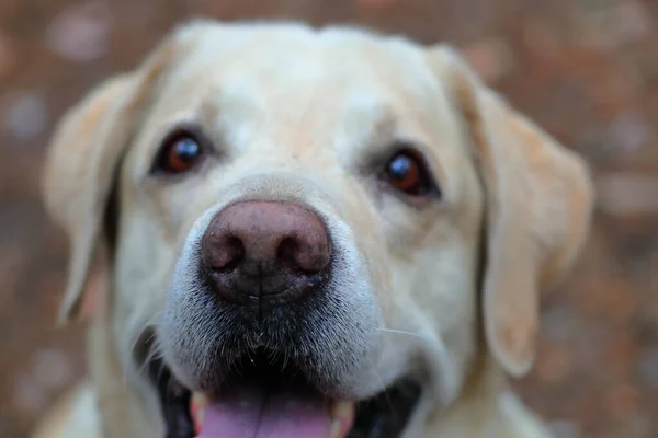 狗的身体部位拉布拉多猎犬的鼻子正忙于分析各种不同的气味 — 图库照片