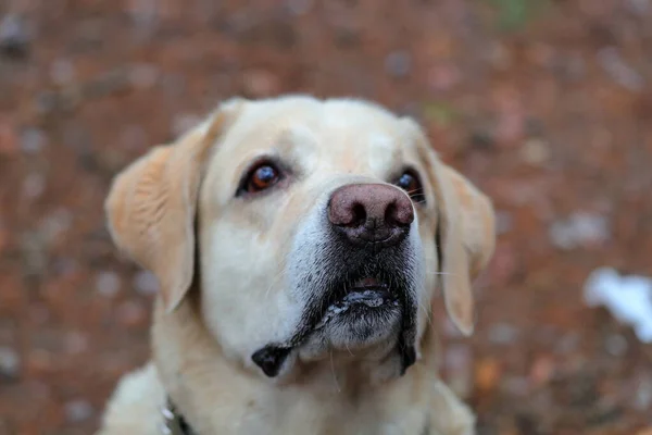 Köpekler Evcil Hayvanlar Köpeğin Vücut Parçaları Labrador Retriever Köpeğinin Burnu — Stok fotoğraf