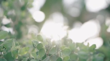 Çimenlerdeki çiçekler