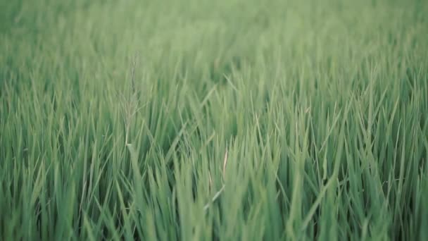 Arroz Con Cáscara Hierba Viento Suave — Vídeos de Stock