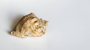 Arka planda deniz kabuğu yakın plan