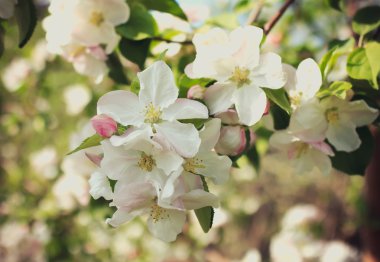 elma çiçeği çiçek