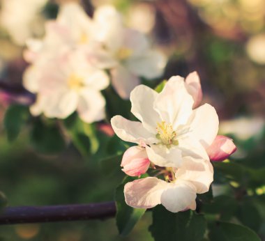 ağaç gölge closeup elma çiçeği