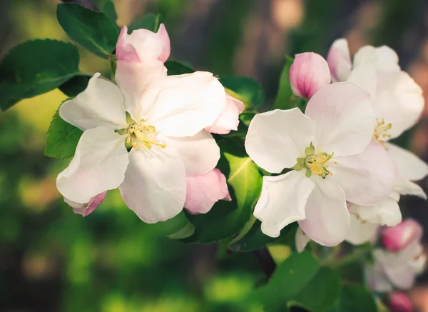Apple bloemen bloeien in de schaduw boom, close-up Stockafbeelding