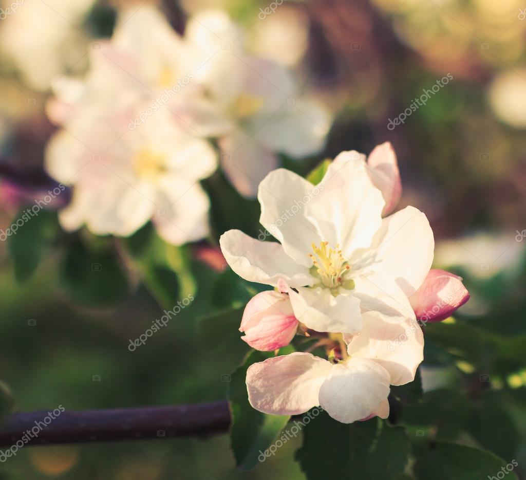 Fleur Du Pommier En Arbre Ombre Closeup Photographie