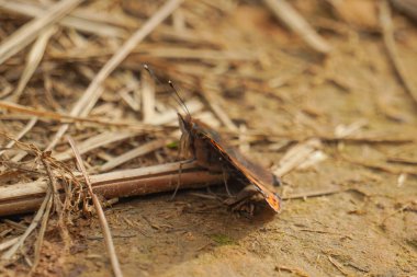 Yerdeki güzel kelebek.