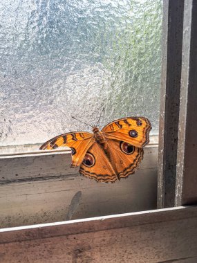 Kelebek pencere eşiğinde dinleniyor.