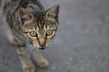Bu kedi çok korkmuş görünüyor.