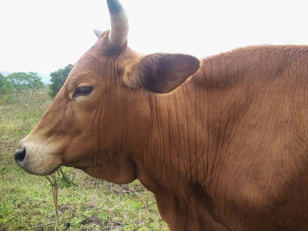 Cuir Chevelu Mignon Est Dans Étourdissement — Photo