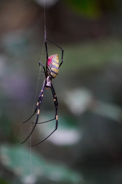 Una Gran Araña Negra Telaraña — Foto de Stock