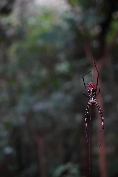 Grande Araignée Dans Les Bois — Photo