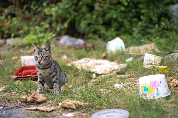 Kleine Katze Müll — Stockfoto